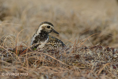 Pacific Golden Plover, female on nest