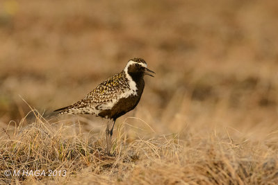 Pacific Golden Plover