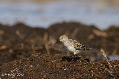 Western Sandpiper