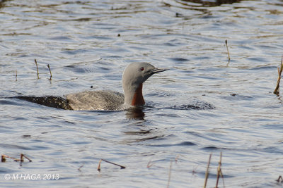 Red-throated Loon