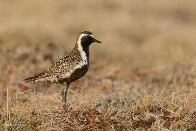 Pacific Golden Plover, male