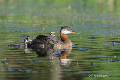 Red-necked Grebe, adult with juveniles, Lakeview Park, Saskatoon
