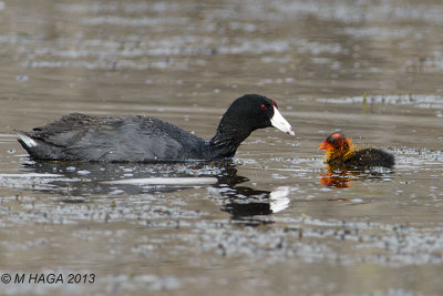 American Coot feeding young
