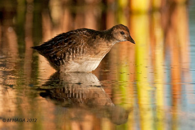 Sora, juvenile, Lakewood Park, Saskatoon