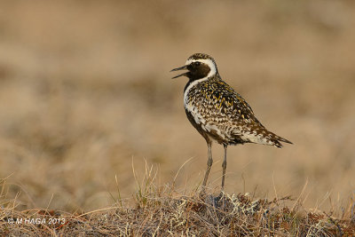 Pacific Golden Plover, male