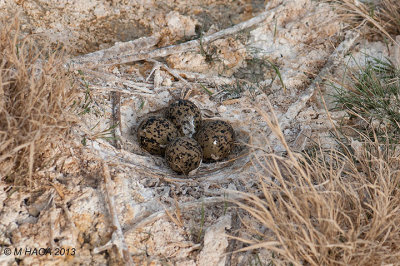 Black-necked Stilt, nest