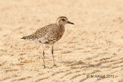 Pacific Golden-Plover showing signs of breeding plumage, Hawaii