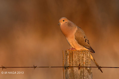 Mourning Dove at Dawn