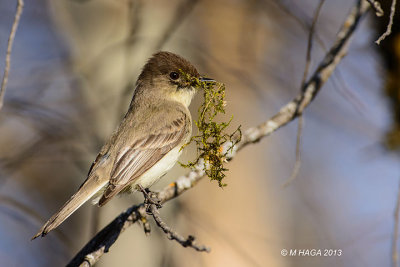 Eastern Phoebe with nesting material