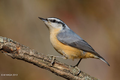 Red-breasted Nuthatch