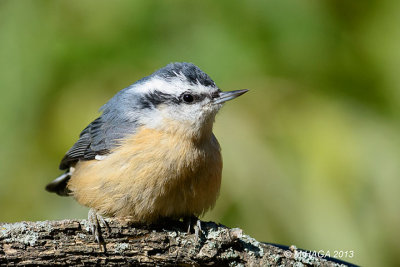 Red-breasted Nuthatch