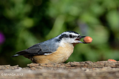 Red-breasted Nuthatch