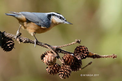 Red-breasted Nuthatch