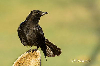 American Crow