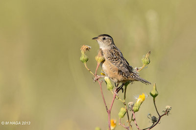 Sedge Wren