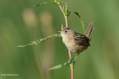 Sedge Wren