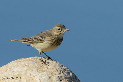 American Pipit