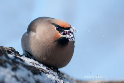 Bohemian Waxwing