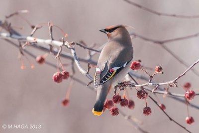 Bohemian Waxwing