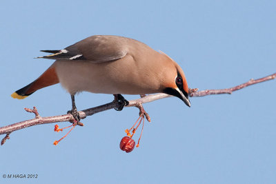 Bohemian Waxwing