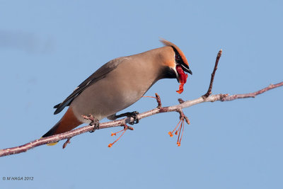 Bohemian Waxwing