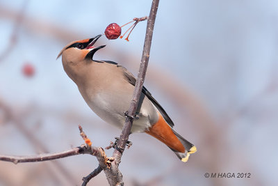 Bohemian Waxwing