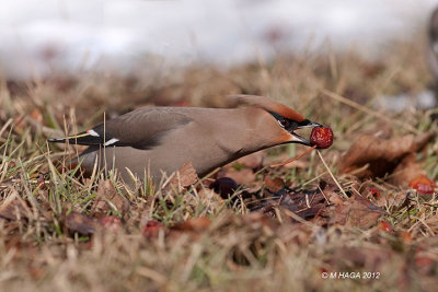 Bohemian Waxwing