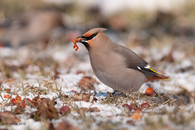 Bohemian Waxwing