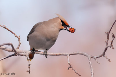 Bohemian Waxwing