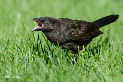 Juvenile Common Grackle begging for food