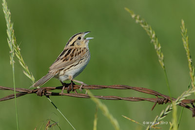 Le Conte's Sparrow