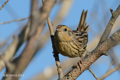 Le Conte's Sparrow