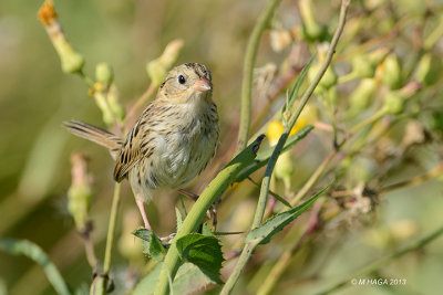 Le Conte's Sparrow, juvenile