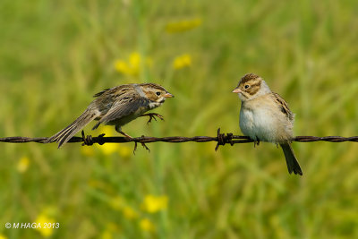 Clay-coloured Sparrows, disagreeing