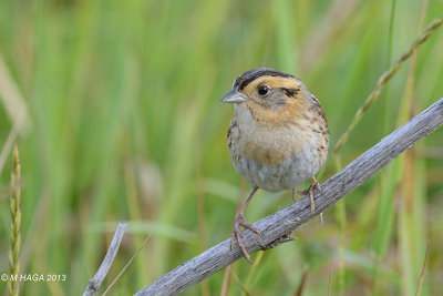 Nelson's Sparrow