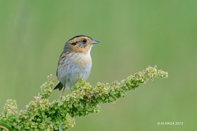 Nelsons Sparrow