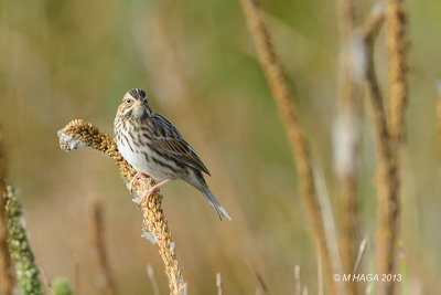 Savannah Sparrow