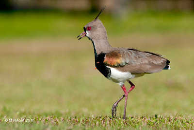 Southern Lapwing