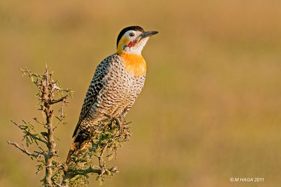 Field Flicker