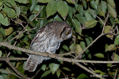 Tropical Screech Owl