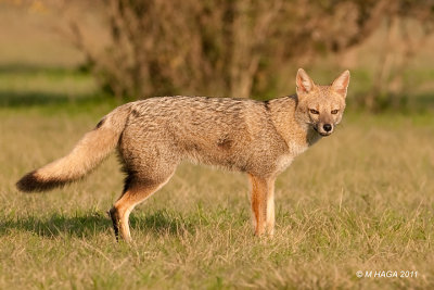 Pampas Fox