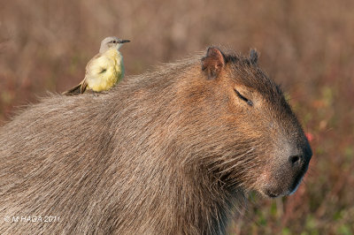 Capybara with Cattle Tyrant