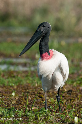 Jabiru