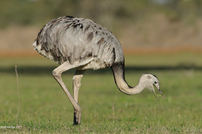 Greater Rhea