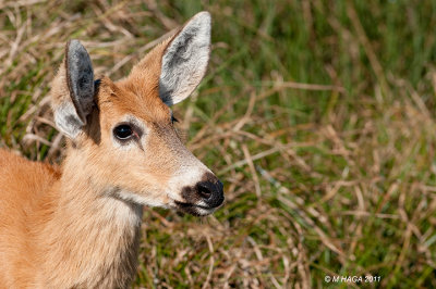 Marsh Deer