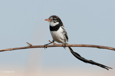 Strange-tailed Tyrant