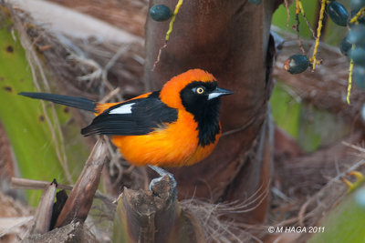 Orange-backed Troupial