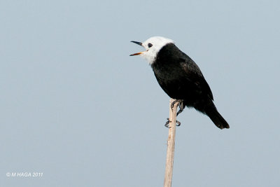 White-headed Marsh Tyrant