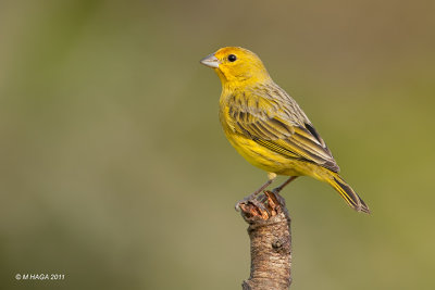 Saffron-yellow Finch