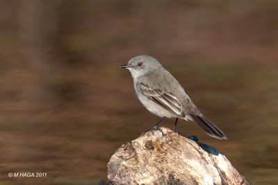 Sooty Tyrannulet